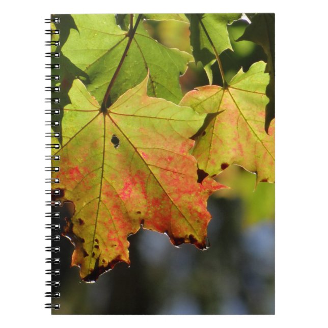 Carnet Feuilles de chute colorées (Devant)