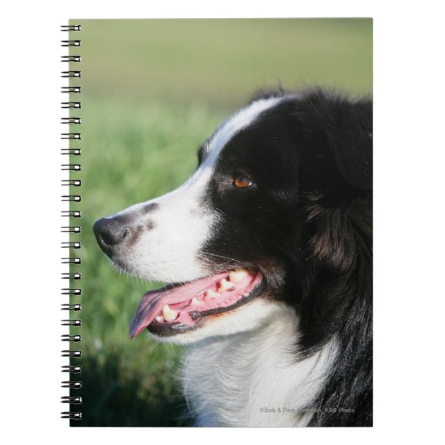 Carnet Fixation de chiot de border collie (Devant)