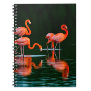 Carnet Flamants américains avec reflets Repos et Fo