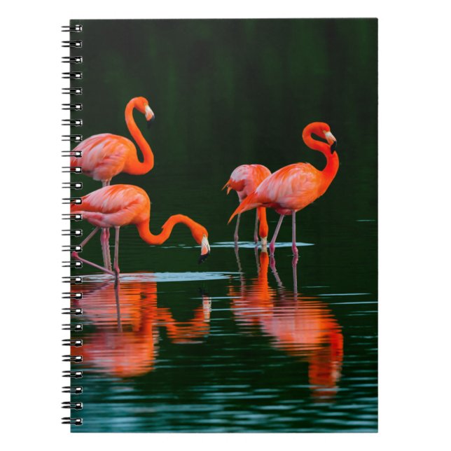 Carnet Flamants américains avec reflets Repos et Fo (Devant)