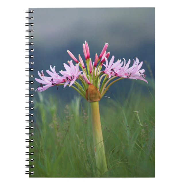 Carnet Fleur de candélabre (Brunsvigia Radulosa), Umgeni (Devant)