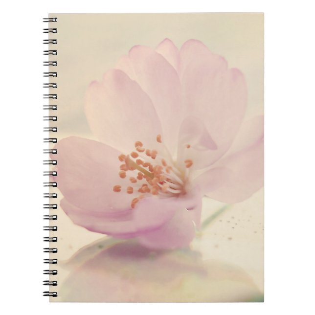 Carnet Fleur de cerisier rose pâle délicate (Devant)