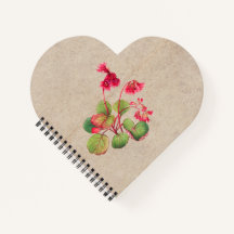 Fleur de galax à franges