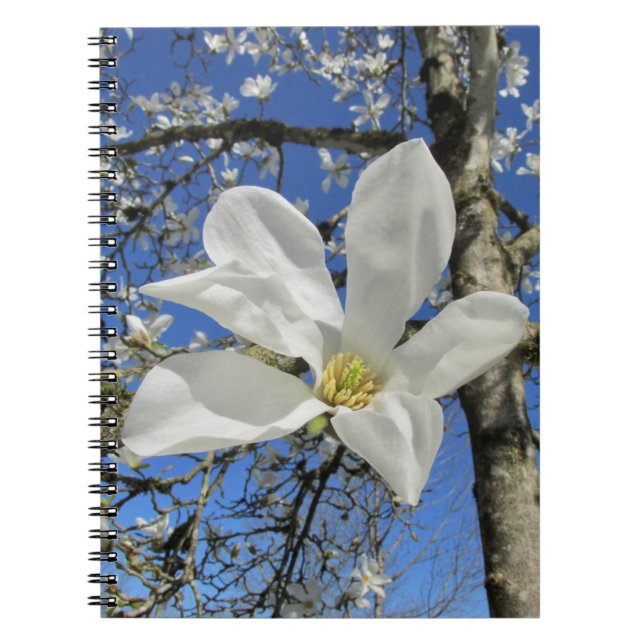 Carnet Fleur de Magnolia blanche dans l'arbre. (Devant)