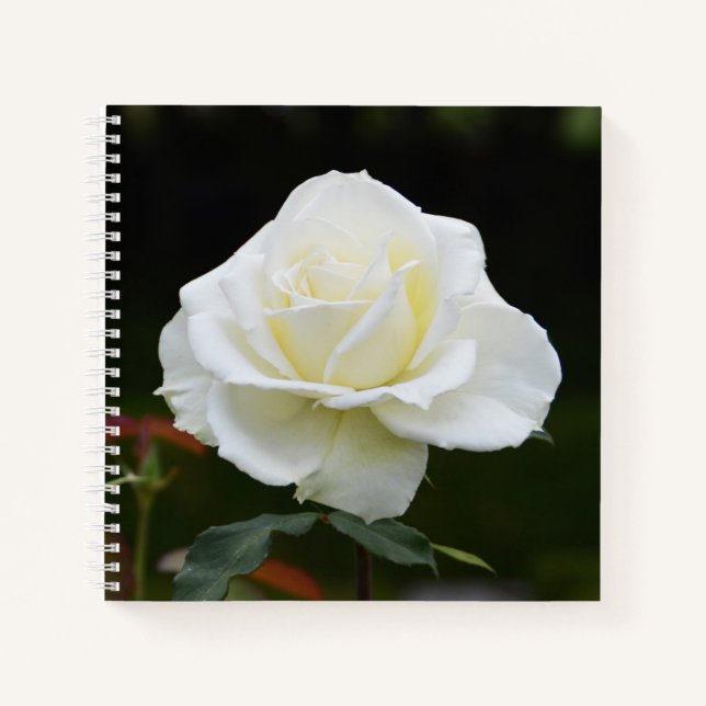 Carnet Fleur de rose blanche (Devant)