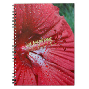 Carnet Fleur d'Hibiscus Fireball avec Raindrops Photo