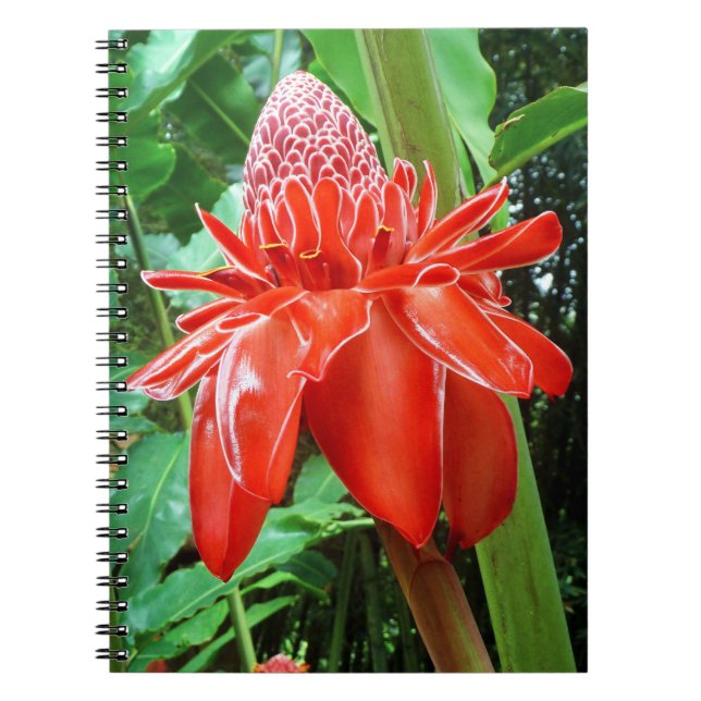 Carnet Fleur Exotique Rose des Caraïbes rouges (Devant)