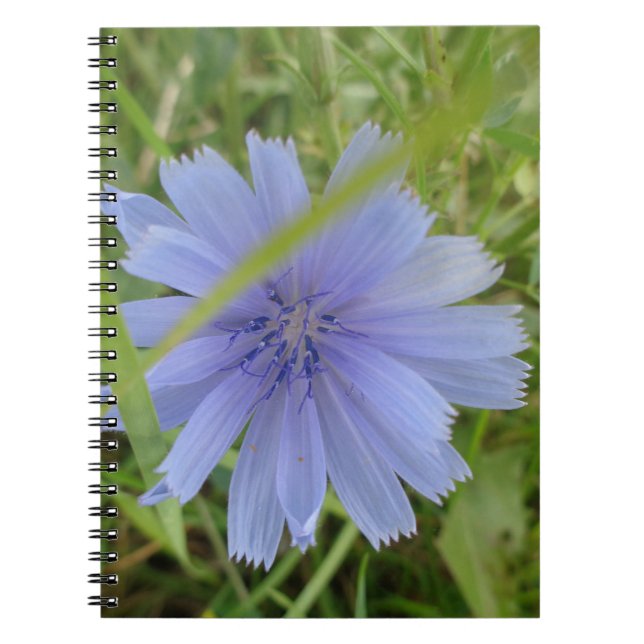 Carnet Fleur florale Chicory bleu violet (Devant)