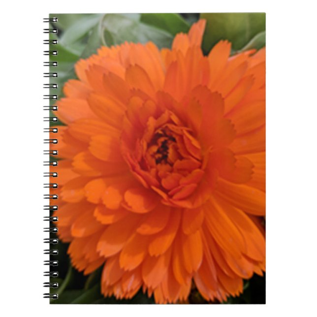 Carnet Fleur orange (Devant)
