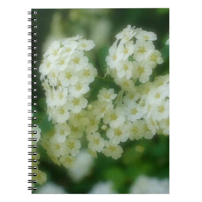 Carnet Fleur Rose sauvage blanche rougeoyante nature (Devant)
