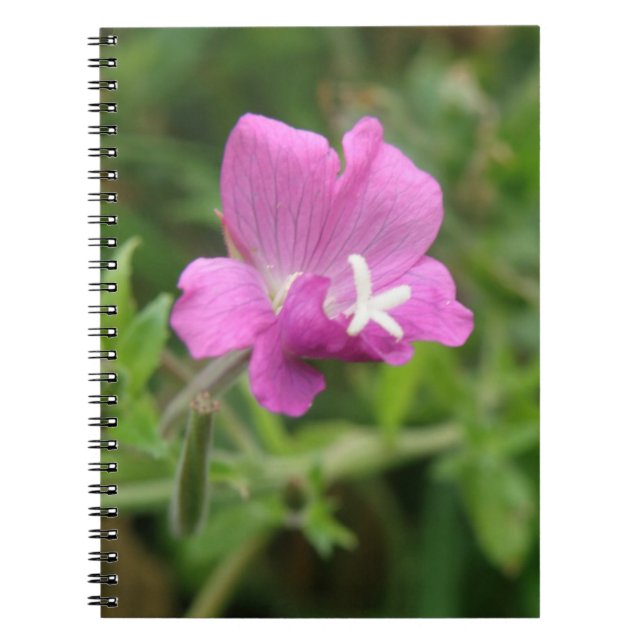 Carnet Fleur sauvage Red Campion (Devant)