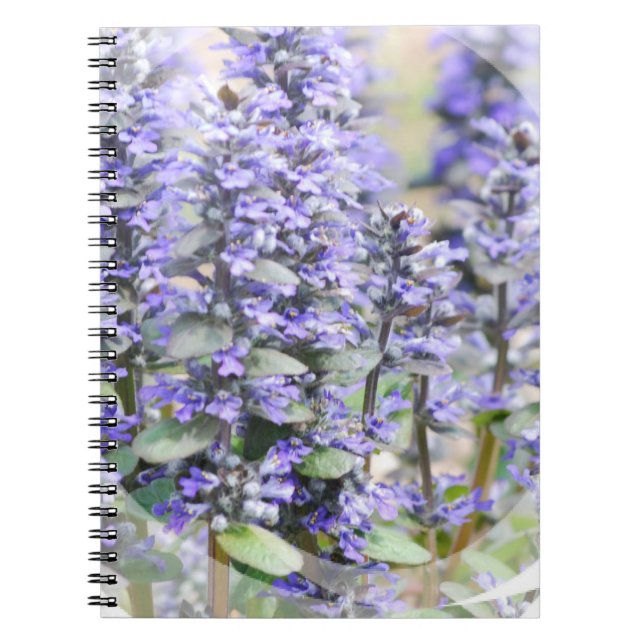 Carnet fleurissant d'Ajuga (Devant)