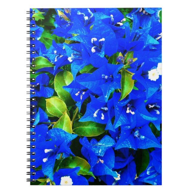 Carnet Fleurs bleues vibrantes de bouganvillée (Devant)