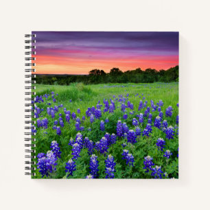 Carnet Fleurs   Bluebonnets à Sunset Texas