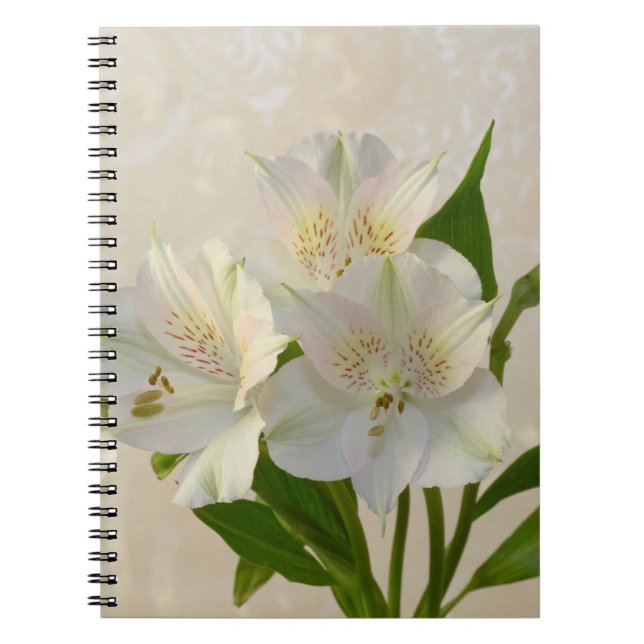 Carnet Fleurs d'Alstromeria Blanche (Devant)