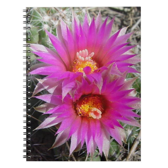 Carnet Fleurs de boule F5 "Escobaria vivipara" (Devant)