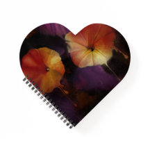 Fleurs de gloire du matin