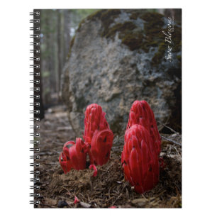 Carnet Fleurs de neige