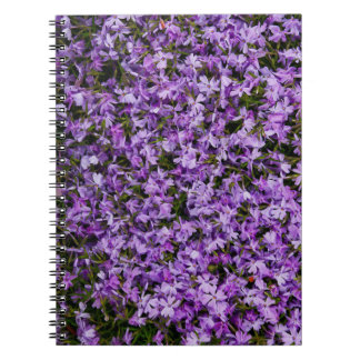 Carnet Fleurs Vibrantes de Phlox de Printemps – Photograp