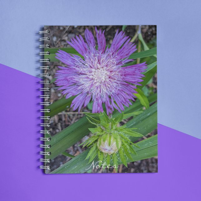 Carnet Floral d'aster de Purple Stoke (In Situ)
