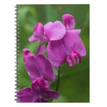 Carnet floral de fleurs sauvages de rose de pois