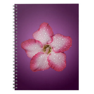 Carnet Flore rose Adenium Violet rayé
