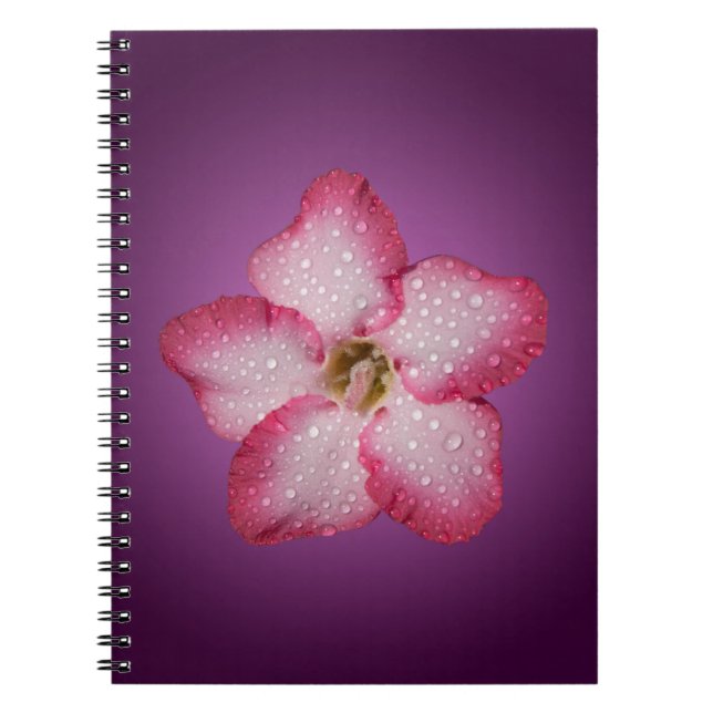 Carnet Flore rose Adenium Violet rayé (Devant)