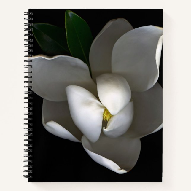 Carnet Flowers | Single White Magnolia Blossom (Devant)