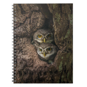 Carnet Forest Deux Owls Looking