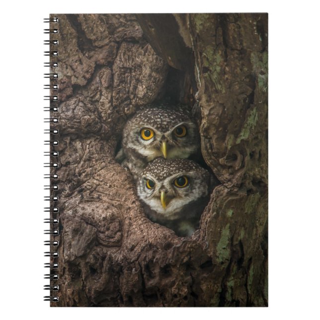 Carnet Forest | Deux Owls Looking (Devant)