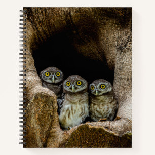 Carnet Forests Three Owls Looking