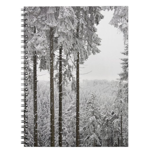 Carnet Forêt à feuillage persistant en hiver (Devant)
