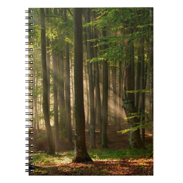 Carnet Forêt | Forêt d'automne (Devant)