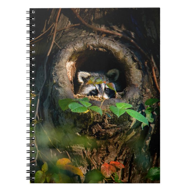 Carnet Forêt | Raccoon Peeking (Devant)