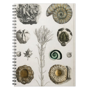 Carnet Fossiles, Dinosaures, Fossiles, Paléontologie, Géo