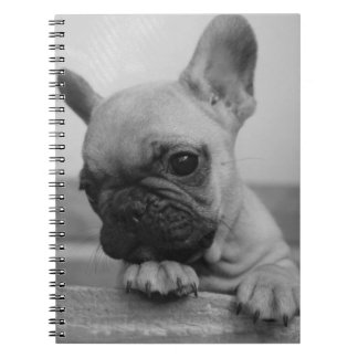 Carnet Frenchie puppy