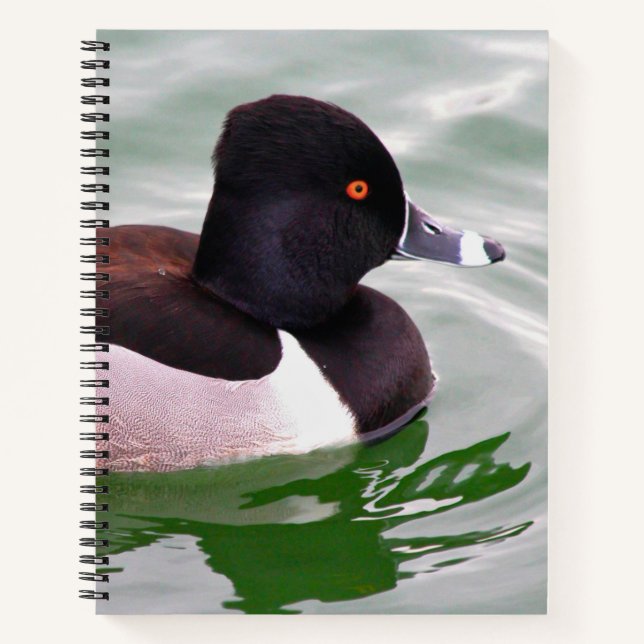 Carnet Fuligule à collier (Devant)