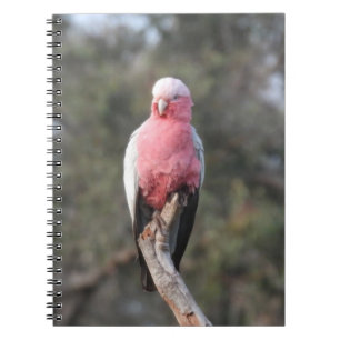 Carnet Galah