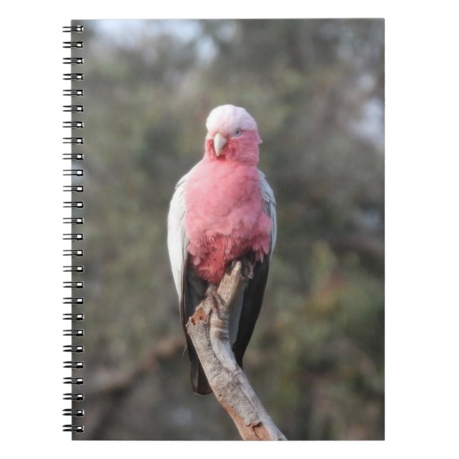 Carnet Galah (Devant)