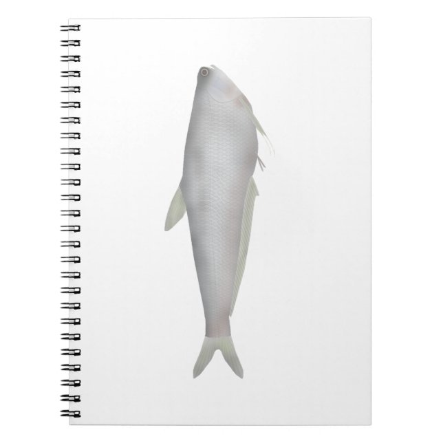 Carnet Gangetic Hairfin Anchovy  (Devant)