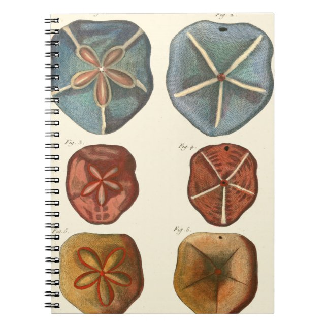 Carnet Gemmes Dollars De Sable (Devant)