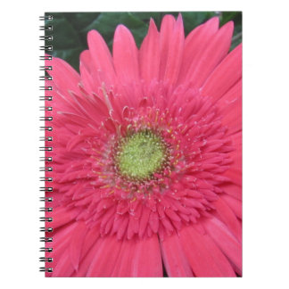 Carnet Gerbera Daisy