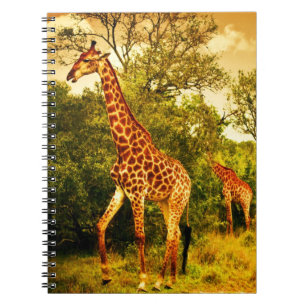 Carnet Girafes sud-africaines