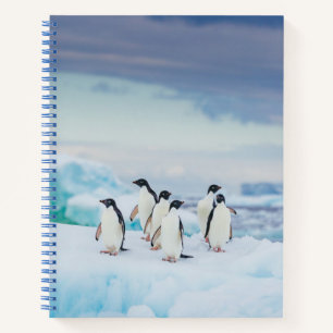 Carnet Glace et neige   Adelie Penguins Antarctique