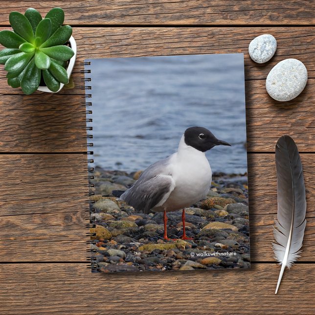 Carnet Goéland de Bonaparte à la plage (Bonaparte's Gull at the Beach Journal Cover Photo)