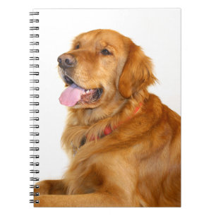 Carnet Golden Retriever