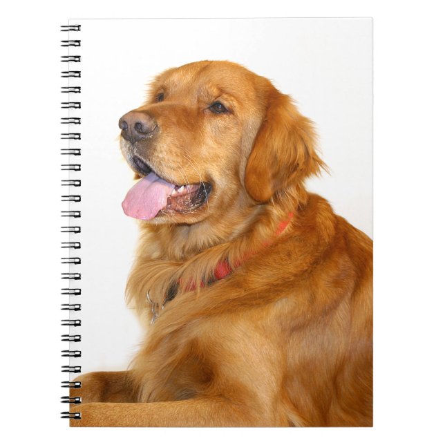 Carnet Golden Retriever (Devant)