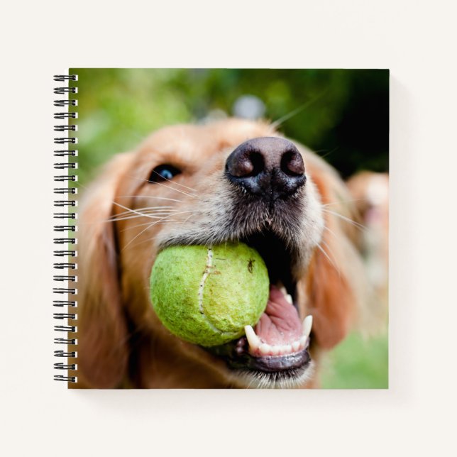 Carnet Golden Retriever Avec Balle De Tennis (Devant)