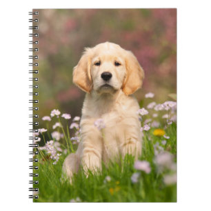 Carnet Golden Retriever chiot un Goldie mignon