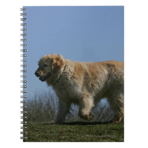 Carnet Golden retriever courant 3
